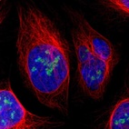 Immunofluorescent staining of human cell line U-2 OS shows localization to nucleoli.