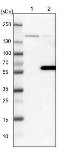 Lane 1: NIH-3T3 cell lysate (Mouse embryonic fibroblast cells)_br/_Lane 2: NBT-II cell lysate (Rat Wistar bladder tumour cells)