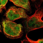 Immunofluorescent staining of human cell line U-2 OS shows localization to nucleoplasm, cytosol & microtubule organizing center.