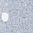 Immunohistochemical staining of human Pancreas shows very weak cytoplasmic positivity in exocrine glandular cells.