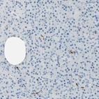 Immunohistochemical staining of human Pancreas shows very weak cytoplasmic positivity in exocrine glandular cells.