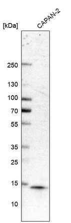 Western blot analysis in human cell line CAPAN-2.