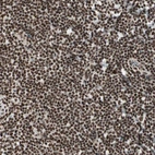 Immunohistochemical staining of human tonsil shows strong nuclear positivity in non-germinal center cells.