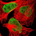 Immunofluorescent staining of human cell line U-2 OS shows localization to nucleoplasm.