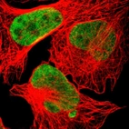 Immunofluorescent staining of human cell line U-2 OS shows localization to nucleoplasm.
