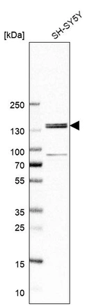 Western blot analysis in human cell line SH-SY5Y.