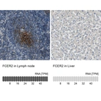 Anti-FCER2 Antibody