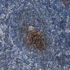 Immunohistochemical staining of human lymph node shows strong membranous positivity in germinal center cells.