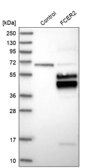 Western blot analysis in control (vector only transfected HEK293T lysate) and FCER2 over-expression lysate (Co-expressed with a C-terminal myc-DDK tag (~3.1 kDa) in mammalian HEK293T cells, LY419592).