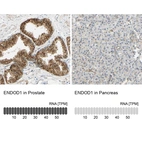 Anti-ENDOD1 Antibody