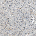 Immunohistochemical staining of human pancreas shows no positivity in exocrine glandular cells as expected.