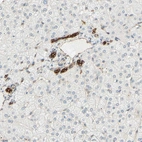Immunohistochemical staining of human liver shows strong cytoplasmic positivity in bile duct cells.