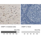 Anti-CNDP1 Antibody