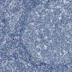 Immunohistochemical staining of human tonsil shows no cytoplasmic positivity in germinal center cells as expected.