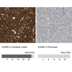 Anti-ICAM5 Antibody
