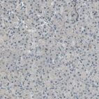 Immunohistochemical staining of human pancreas shows low expression as expected.