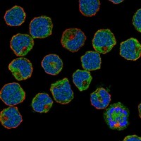 Anti-SIGLEC6 Antibody