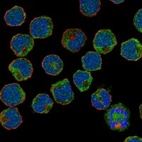 Anti-SIGLEC6 Antibody