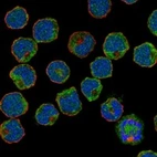 Anti-SIGLEC6 Antibody