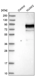 Western blot analysis in control (vector only transfected HEK293T lysate) and NUAK2 over-expression lysate (Co-expressed with a C-terminal myc-DDK tag (~3.1 kDa) in mammalian HEK293T cells, LY403100).