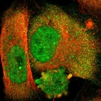 Immunofluorescent staining of human cell line U-251 MG shows localization to nucleoplasm, nucleoli fibrillar center & cytosol.