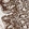 Anti-NCBP3 Antibody
