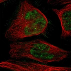 Immunofluorescent staining of human cell line U-2 OS shows localization to nuclear speckles.