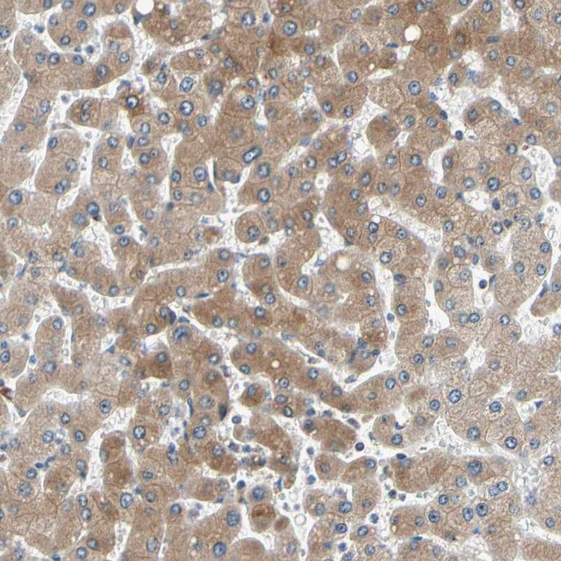 Anti-TMED7 Antibody