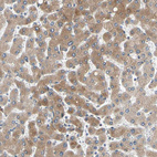Anti-TMED7 Antibody