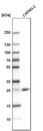 Western blot analysis in human cell line CAPAN-2.