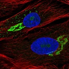 Immunofluorescent staining of human cell line BJ shows localization to nucleoli, the Golgi apparatus & vesicles.