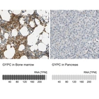 Anti-GYPC Antibody