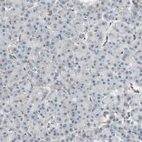 Immunohistochemical staining of human pancreas shows no positivity in exocrine glandular cells as expected.