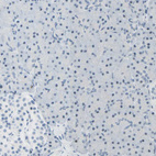 Immunohistochemical staining of human pancreas shows no positivity in exocrine glandular cells as expected.