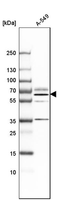 Western blot analysis in human cell line A-549.