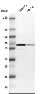 Western blot analysis in mouse cell line NIH-3T3 and rat cell line NBT-II.