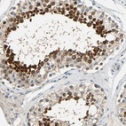 Anti-CFAP36 Antibody