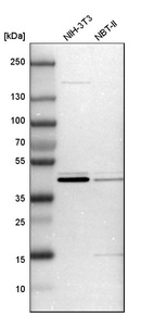 Western blot analysis in mouse cell line NIH-3T3 and rat cell line NBT-II.