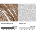 Anti-JPH1 Antibody