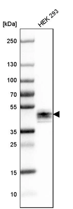 Western blot analysis in human cell line HEK 293.