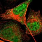 Immunofluorescent staining of human cell line U-2 OS shows localization to nucleoplasm & cytosol.