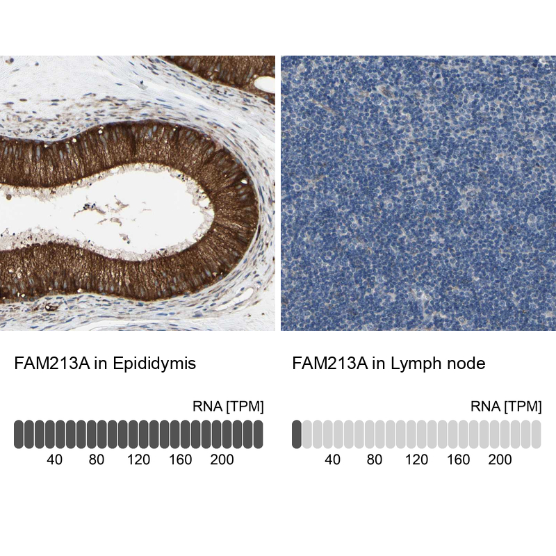 Anti-FAM213A Antibody
