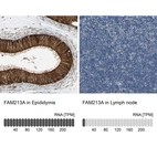 Anti-FAM213A Antibody