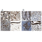 Immunohistochemical staining of human colon, kidney, lymph node and placenta using Anti-RRBP1 antibody HPA009026 (A) shows similar protein distribution across tissues to independent antibody HPA011924 (B).