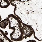 Immunohistochemical staining of human placenta shows strong cytoplasmic positivity in trophoblastic cells.