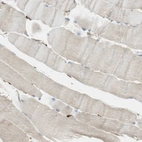Immunohistochemical staining of human skeletal muscle shows weak cytoplasmic positivity in glandular cells.