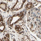 Immunohistochemical staining of human kidney using Anti-RRBP1 antibody HPA009026.
