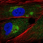 Immunofluorescent staining of human cell line BJ shows localization to cytosol & the Golgi apparatus.