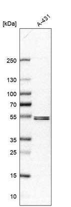 Western blot analysis in human cell line A-431.