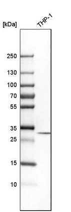 Western blot analysis in human cell line THP-1.